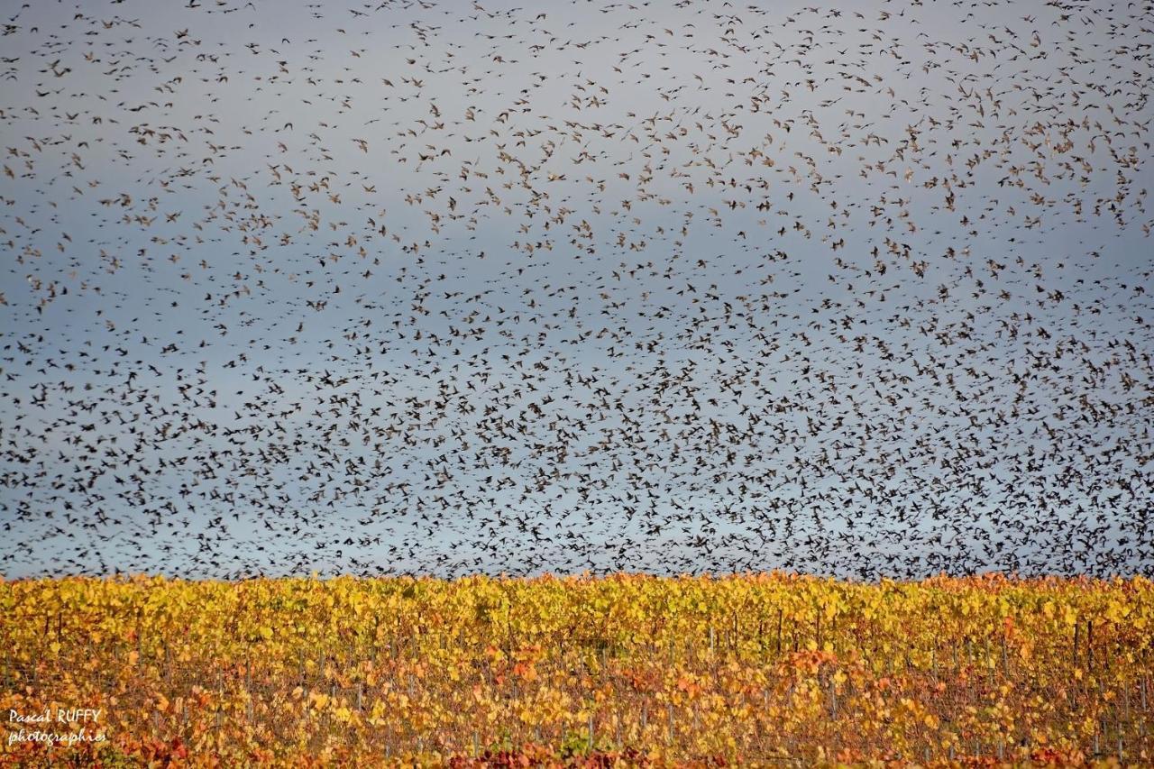 L'Aire Des Oiseaux Villa Muno ภายนอก รูปภาพ